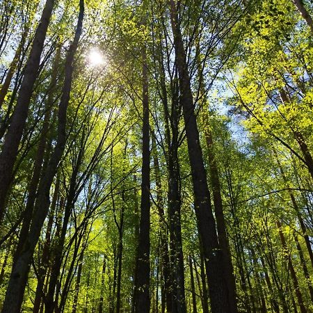 Villa Przy Lesie Białowieża Esterno foto
