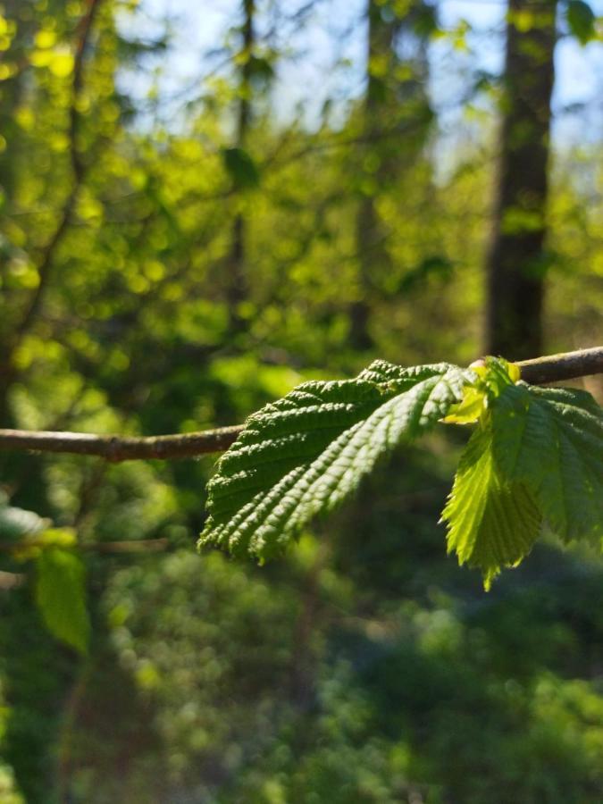 Villa Przy Lesie Białowieża Esterno foto