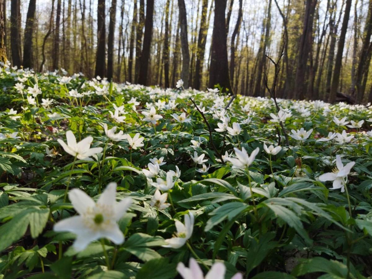 Villa Przy Lesie Białowieża Esterno foto