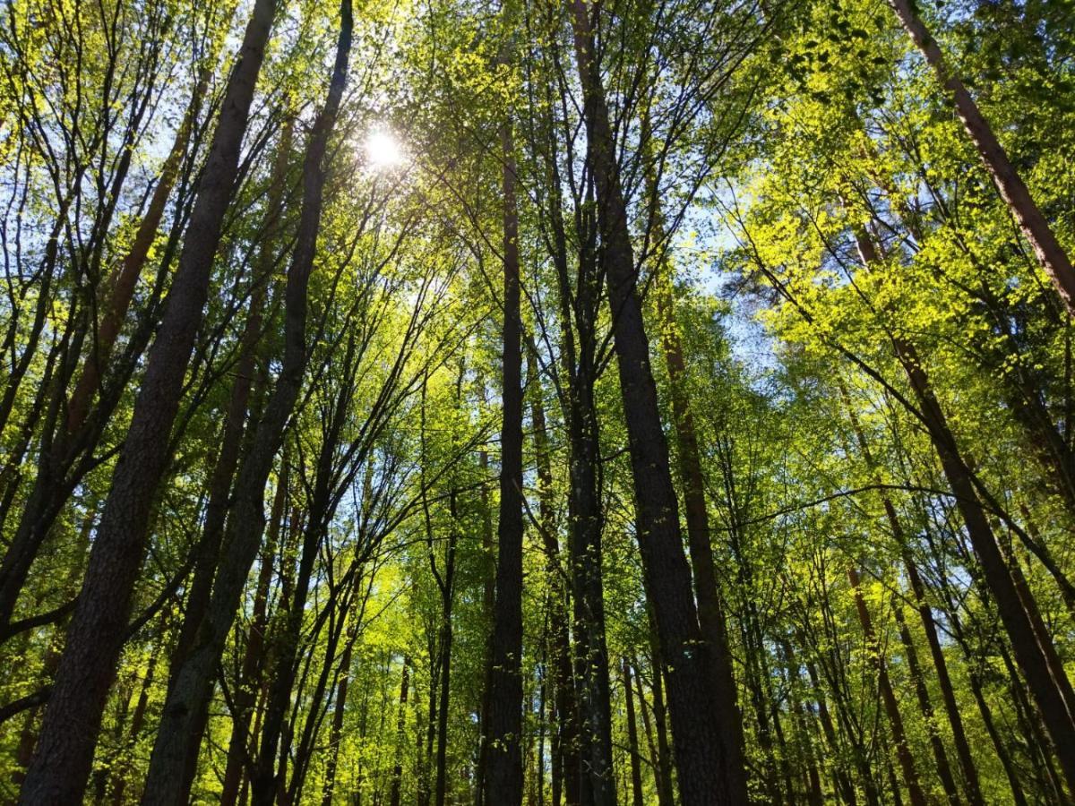 Villa Przy Lesie Białowieża Esterno foto